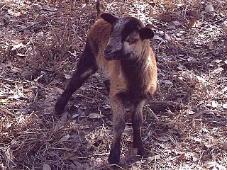 Rock Dove Ranch Texas Barbado sheep and Painted Desert sheep and Trophy Rams